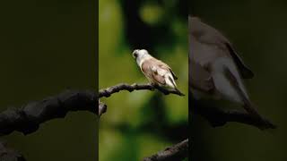 Indian Silverbill Morning Vibes birds trending youtubeshorts youtubeshorts shorts nature [upl. by Trude]