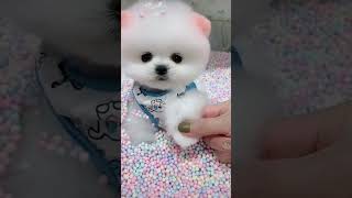 So cute 🥺 poodle pomeranian teacup timsen petshop puglove Poodle [upl. by Nirrej]