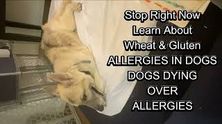 Allergies in Dogs Can Kill your Fur Baby Degenerative Myelopathy [upl. by Harvey]