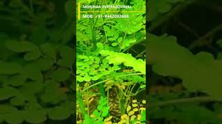 VALAYAPATTI MORINGA SEEDS VALAYAPATTI DRUMSTICK SEEDS VALAYAPATTI SEEDS FOR LEAVES CULTIVATION [upl. by Astri]