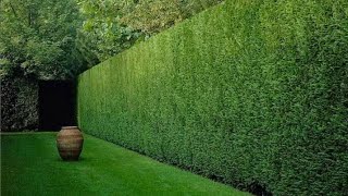 كونوكاربس بزرومياConocarpus  Bacteroidesلعمل اسوار لتحديد الحدائق To make fences to define gardens [upl. by Htims]