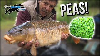 Epic Carp Fishing with PEAS  TAFishing [upl. by Leod]