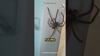 HOW CAN A HUNTSMAN SPIDER BE THIS SCARY AND BIG 😱 shorts [upl. by Siahc]