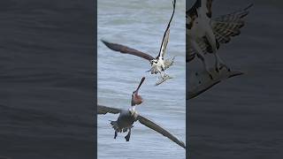 eagle attackbirds animalsnature beautifulbirds interesting grow unique eagle [upl. by Lseil544]