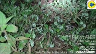 Coleta e Salvamento de Jiboia Arcoíris em Rodovia e Soltura em Mata de Reserva  MG [upl. by Brnaby]