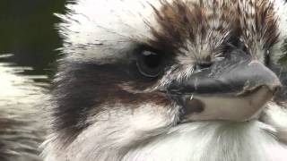 Laughing Kookaburra Dacelo novaeguineae [upl. by Larrad735]