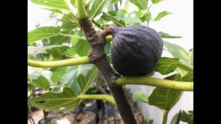 Removing Figs that Wont Ripen August Fig update [upl. by Balas]