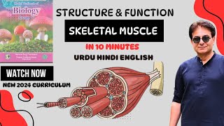 Structure of Skeletal Muscle  Sarcomere  Muscle Fibers  Biology II  Urdu Hindi English2024 [upl. by Burkhart]