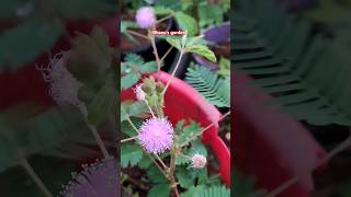 Touch Me Not Flower touchmenotplant terracegadening ytshortsvideo trendingshorts shortsviral [upl. by Aniretake]