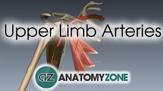 Upper Limb Arteries  Arm and Forearm  3D Anatomy Tutorial [upl. by Xam]