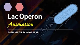 Lac Operon Basic Animation  Gene regulation in Prokaryotes [upl. by Gonnella]