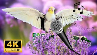 Parrot amp Cockatiel singing 💜 تدريب الكوكتيل على الغناء  calopsita cantando 💜 [upl. by Anailuj]