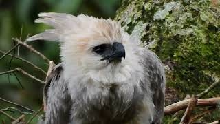 El Águila Harpía Harpyja en su habitat natural una maravilla de la naturaleza [upl. by Narag12]