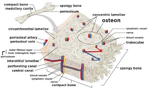 Bones Structure and Types [upl. by Ycat]