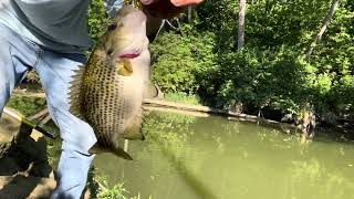 Look at What I caught Using a BumbleBee jig at the Creek fishing [upl. by Ayhdiv]