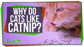 Why Do Cats Like Catnip [upl. by Ryon]