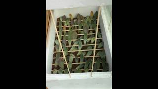 Propagating Cactus from Leaves [upl. by Hiller305]