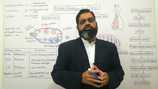 Human female Reproductive cycle Urdu Hindi medium profmasoodfuzailmenstrualcycle menstruation [upl. by Mandell]