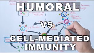 Humoral and Cell Mediated Immunity [upl. by Eddina]