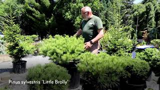 Mature Dwarf Conifers – Pinus Pine and Picea Spruce Dwarf Conifers [upl. by Zitella]