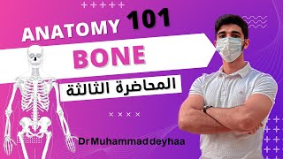 Anatomy 3  Basis  Skeletal system  د محمدضياء [upl. by Femi767]