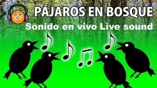 Pájaros cantando en el bosqueBirds singing in the forest [upl. by Htir915]