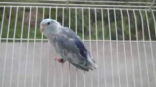 Pacific Parrotlet Dominant Blue Pied Parrotletbirds [upl. by Ecadnac266]