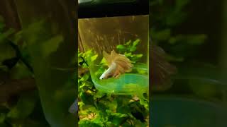 Golden colour ka Betta fishBatta fishYouTube Short Om Aqua pet Zoo🐟🐟🐟😍😍😍😍 [upl. by Vanya]