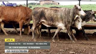 LOTE 16  VACAS COM CRIA  3M  2F [upl. by Daryn]