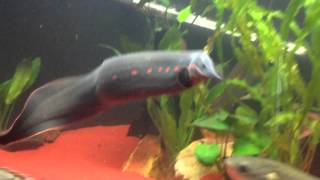 Predator Community Tank Bichirs Gar Eels Arowana Knifefish [upl. by Navaj]