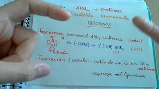 Traducción o biosíntesis de proteinas [upl. by Sailesh]