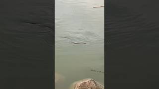 aastinkasaanp watersnake bollywood dilouge saanp funny videos [upl. by Dnaltiac]