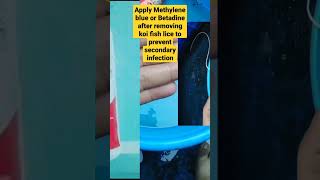 Stop Infection After Fish Lice Removal Use Methylene Blue or Betadine koifish aquariumfish koi [upl. by Azilanna171]