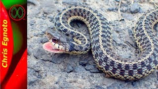 All About Eastern Garter Snakes with a secret [upl. by Wilde271]