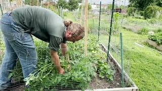 Trellising Tomatoes 4 Methods [upl. by Ahsiemat]