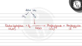 The oxygenation activity of RuBisCO enzyme in photorespiration leads to the formation of [upl. by Alyag]