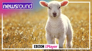 🐑 What is lambing season 🐑  Newsround [upl. by Dremann575]