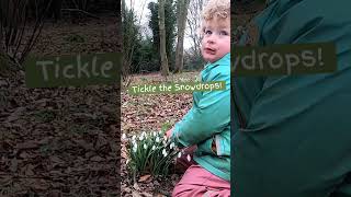 Happy Imbolc  go tickle those snowdrops forestschool natureplay snowdrops [upl. by Galang428]