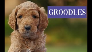 Groodle Puppies Australia [upl. by Willman]