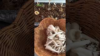 We’re excited to share our second harvest of oyster mushrooms [upl. by Alasdair]