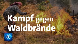 Türkei und Griechenland Kampf gegen Waldbrände [upl. by Jacobina]