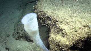 Beautiful Sea Sponges of the Windward Passage  Nautilus Live [upl. by Welford]