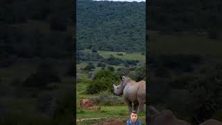 Rhino vs lion  rhinos lion wildlife animals bigcatswildlife lioncubs wildlifes TheSahil2 [upl. by Aicilic]