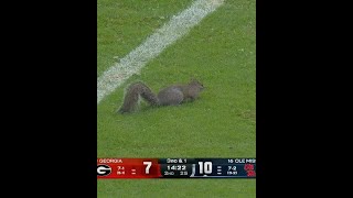 A squirrel terrorizing UGA players put GeorgiaOle Miss in a delay 😂 shorts [upl. by Bleier]