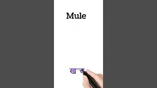 mule meaning in hindi mule ka matlab kya hota hai  shorts [upl. by Adelaja212]