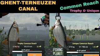 Fishing Planet GhentTerneuzen Canal Netherlands Common Roach Trophy amp Unique [upl. by Melvin569]