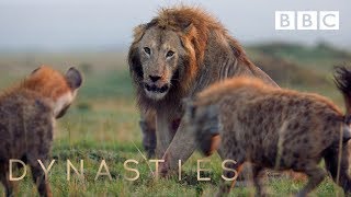 Hyena pack attacks lion  FULL CLIP  Dynasties [upl. by Fleeta60]