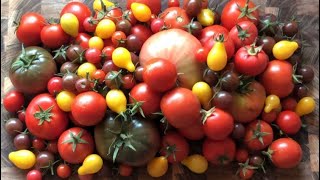 Tomato Relish with Homegrown Aussie Tomatoes [upl. by Pesvoh334]