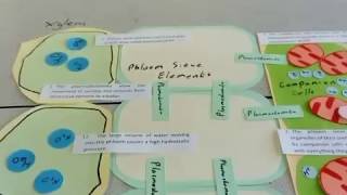 A level Biology translocation revision [upl. by Nauqyaj]