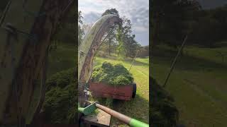 Flail Chopping Alfalfa With The Farmall H [upl. by Colligan]